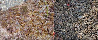 Effect of Padina gymnospora biowaste inclusion on in vitro methane production, feed fermentation, and microbial diversity